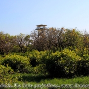 Ratargul Swamp Forest_24